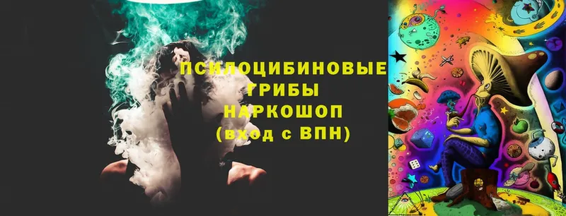 Галлюциногенные грибы Psilocybe Куртамыш